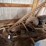 ih-2-pt.-hitch-sickle-bar-mower-image-1