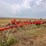 blanchat-12-bottom-plow-image-1