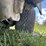 kubota-rtv500-image-10