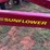 sunflower-7-shank-blade-plow---35'-image-2