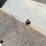 sportpal-products-snowmobile-trailer-s/a-ball-hitch-equipment-trailer-image-18