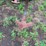 case-ih-4800-image-18