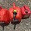 #226-•-(2)-5-gallon-gas-can-&-(1)-2-gallon-can-image-4