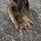 bobcat-331-image-8