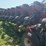 case-ih-1240-image-13