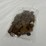 #40030-•-(300)-wheat-pennies-image-9