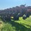 case-ih-1240-image-6