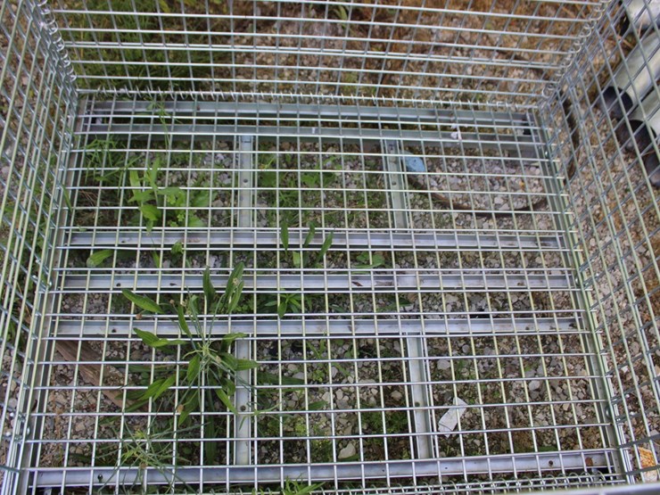 metal-foldable-shop-crate/-wire-basket-image-2