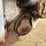 #403-•-new-idea-manure-spreader-image-15