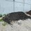 #4881-•-pile-of-black-wood-mulch-image-3