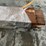 #3429-•-bundle-of-(5)-inch-thick-rough-cut-black-walnut-boards-image-4