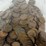 #40030-•-(300)-wheat-pennies-image-12