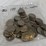 #40035-•-(50)-1776-1976-bicentennial-one-dollar-coins-image-2