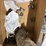 dmi-tiger-image-23