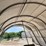 #4891-•-shelterlogic-shelter-hoop-house-image-11