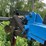 dmi-tiger-image-8