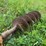 3-pt-hitch-auger-drive-image-8