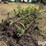 john-deere-3-section-rotary-hoe-image-7