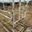 livestock-fitting-chute-image-10
