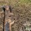 speeco-cat-ii-quick-hitch-image-11