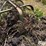 john-deere-3-section-rotary-hoe-image-10