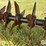 aeroway-15'-pasture-aerator-image-18