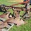 allis-chalmers-3-bottom-3pt-hitch-moldboard-plow-w/coulters-image-10