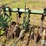 john-deere-er008-6r30"-crop-cultivator-image-20