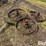 steel-wagon-wheels-image-7