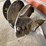 14in-auger-bit-image-3