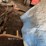 ih-2-pt.-hitch-sickle-bar-mower-image-2