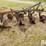 ford-4x14"-mounted-plow-image-5