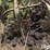 john-deere-3-section-rotary-hoe-image-9