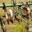 john-deere-er008-6r30"-crop-cultivator-image-19