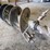 12in-auger-bit-image-3