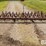 12'-spring-tooth-harrow-image-2