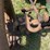 john-deere-d-image-17