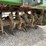 badalini-fl72001-3-pt-hitch-72-in.-rototiller-image-7