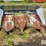 allis-chalmers-430f-4r30"-corn-head-image-2