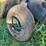 (1)-pair-of-oliver-wheel-weights-image-6