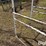 livestock-fitting-chute-image-14