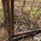 calf/sheep/goat-pen-image-10