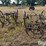 horse-drawn-cultivator-image-6