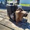 timed-online-only-small-equipment-auction-image-3