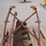 allis-chalmers-3-pt-hitch-auger-image-12
