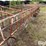 calf-feeding-stalls-image-15