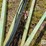 deutz-allis-27'-field-cultivator-image-11