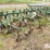 john-deere-er008-6r30"-crop-cultivator-image-8