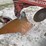 case-ih-3-image-8