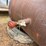 #2410-•-sawdust/shavings-dryer-plant-image-89